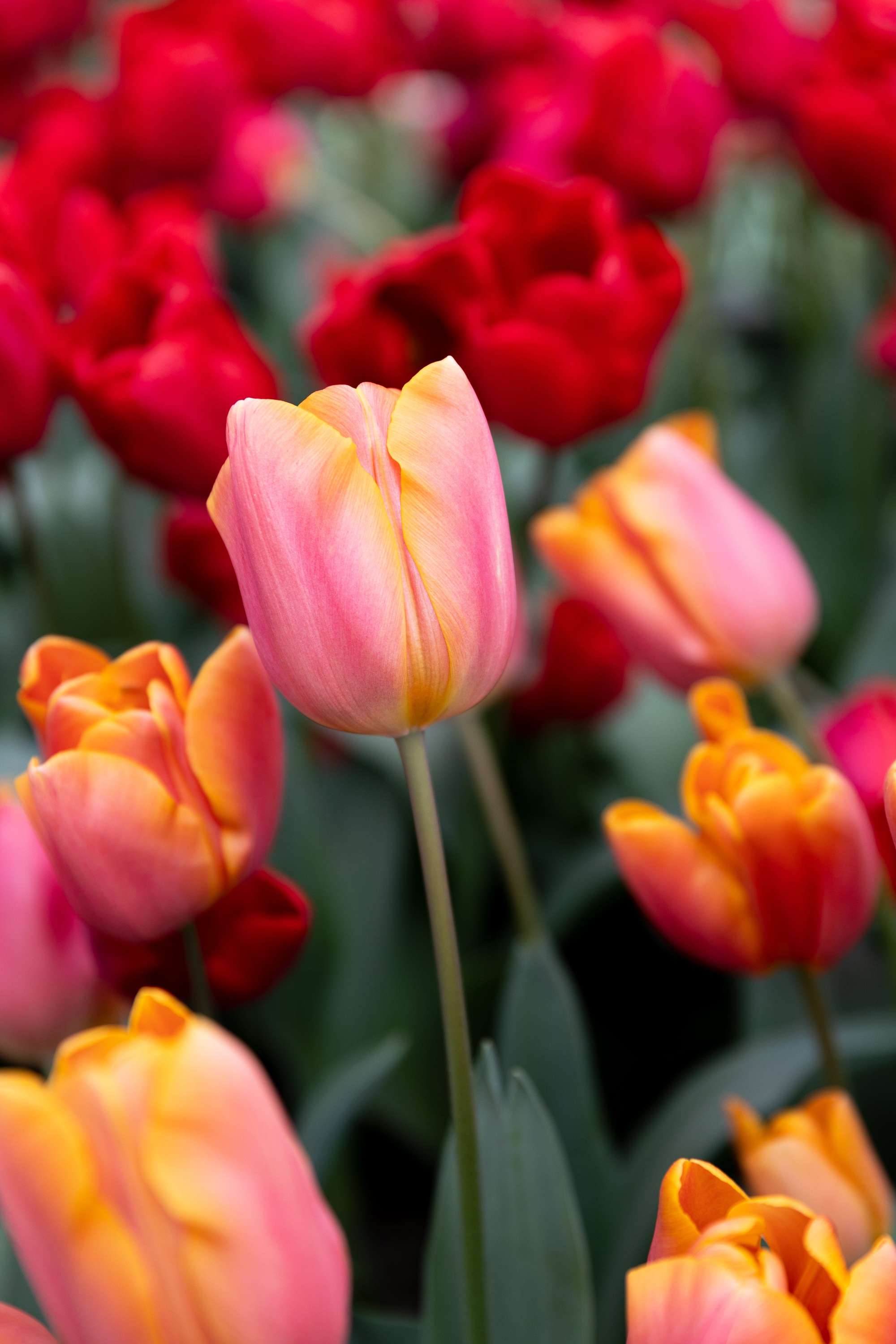 Tulpe 'Jimmy'